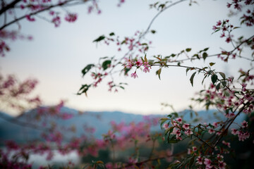 sakura flower on blur background 