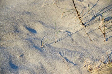 Ślady na piasku
