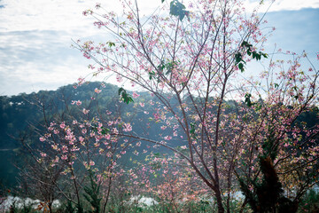 Peach blossom full of flowers on both sides of the road at Da Lat city, Lam Dong, Viet Nam