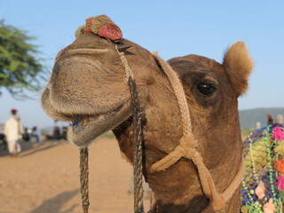 Camel in the desert: Pushkar, Rajasthan, India, October 15, 2019: A camel at rest on an outride...