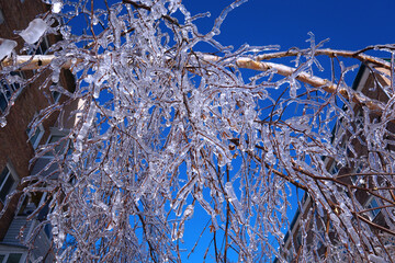 Frozen Tree branches. Ice rain