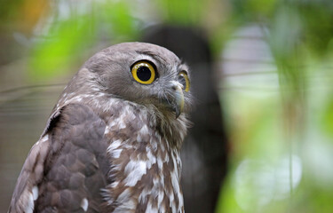 Barking owl