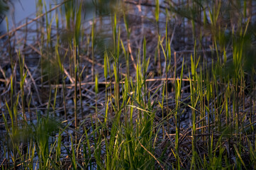 Szuwary i trzciny nad wodą © Monika