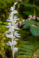 Phantom Orchid (Cephalanthera austiniae) is a parasitic plant. It is the only North American orchid that is completely devoid of chlorophyll.