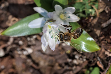 White Squill (Scilla mischtschenkoana) in garden, Central Russia