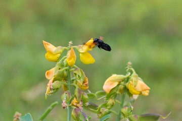 bee on flower