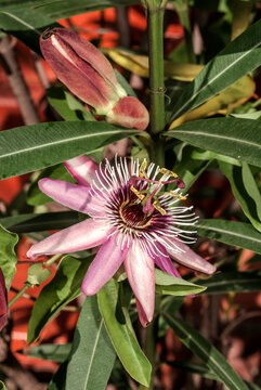 Passion Flower 'Victoria' (Passiflora x violacea) in greenhouse
