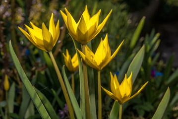 Bieberstein Tulip (Tulipa biebersteiniana) in garden