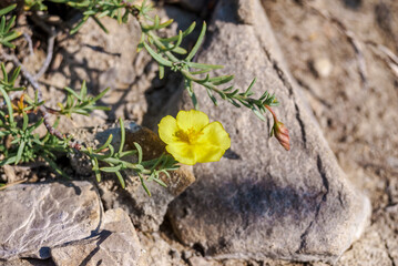 Sprawling Needle Sunrose (Fumana procumbens) in coastal hills, Crimea