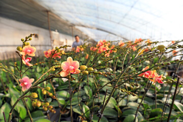 gardeners manage Phalaenopsis in a nursery, LUANNAN, Hebei Province, China