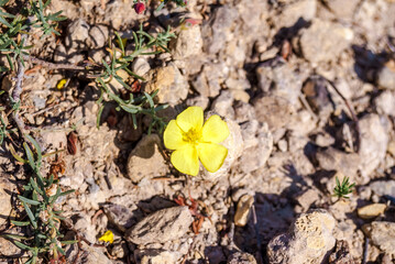 Sprawling Needle Sunrose (Fumana procumbens) in coastal hills, Crimea