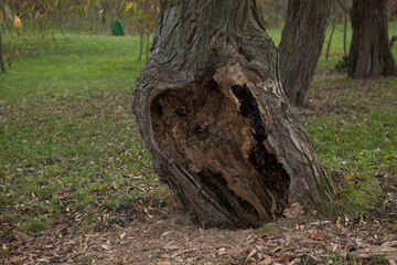 An old tree damaged by disease. Hollow and peeled bark of an old age-old tree in a city park.