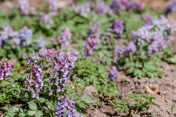 Obraz premium Solid-tubered Corydalis (Corydalis solida) in forest, Central Russia