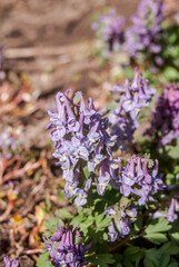 Obraz premium Solid-tubered Corydalis (Corydalis solida) in forest, Central Russia