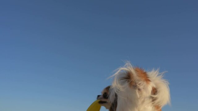 frisbee training of little chihuahua dog flying jumping catching yellow disc and return to owner on blue sky background in slow motion