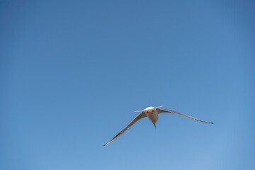 White seagull flies in the blue sky, seagull flies flying bird