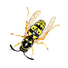 Marker illustration of a hand drawn wasp isolated on white background for logo, label, sticker, design, print etc.