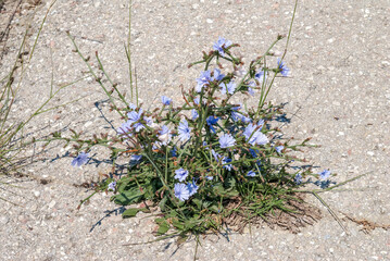 Common Chicory (Cichorium intybus) in coastal hills, Crimea
