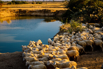 Flock of sheep in Viet Nam, high country farm
