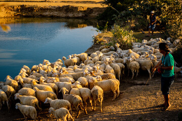 Flock of sheep in Viet Nam, high country farm