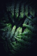 Full frame nature background of fern fronds in a tropical jungle at night in close up