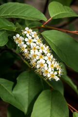 Chokecherry (Prunus virginiana) in park