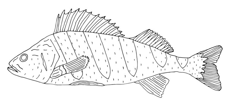 Perch fish hand drawn isolated on white background. Black and white, contour of fish. Coloring page. Vector illustration.