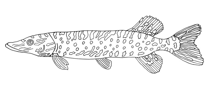 Pike fish hand drawn isolated on white background. Black and white. Coloring page. Contour of fish. Vector illustration.