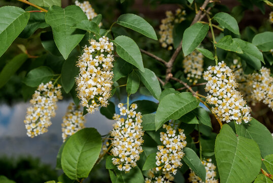 Chokecherry (Prunus virginiana) in park