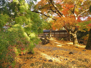 美しい日本の秋　紅葉に彩られたお寺