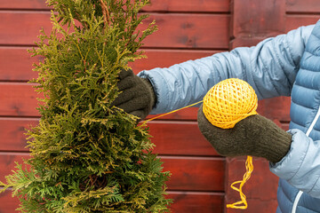 Gardener's hands bounding up arborvitae (Thuja occidentalis 'Smaragd') with a string to prevent its...