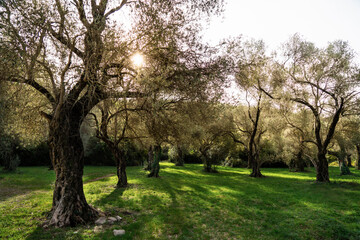 Fototapeta na wymiar Grove with olive trees