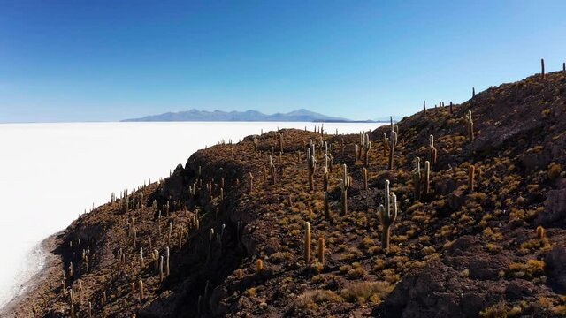 Big cactus on Incahuasi island, salt flat Salar de Uyuni, Altiplano, Bolivia. Aerial view