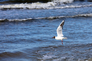 Birds soaring through the air in the sea breeze