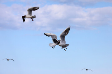 Birds soaring through the air in the sea breeze