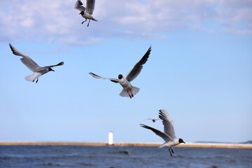 Birds soaring through the air in the sea breeze