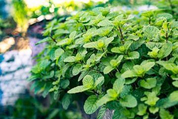 Organic peppermint trees grown in wood plots.