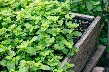 Organic peppermint trees grown in wood plots.