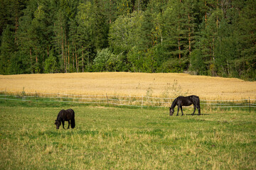 Black horses graze in the pasture