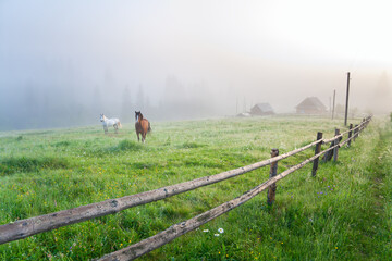 Fototapeta na wymiar White and brown horses grazing on mountain pasture early in the morning, deep fog, dew shining in front light. Ukraine, Carpathians.
