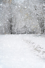 Winter road through the forest	