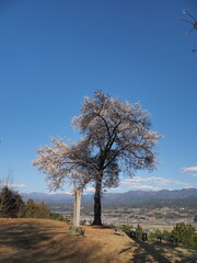 信州松岡城址の一本桜
