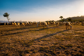 Fototapeta na wymiar Flock of sheep in Viet Nam, high country farm