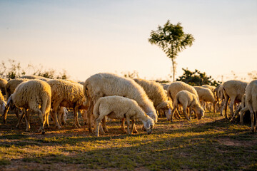 Flock of sheep in Viet Nam, high country farm