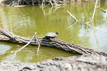 Turtles stretched out in the sun
