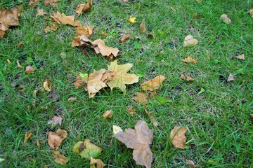 Brown dry autumn leaves in fall park - 秋 落ち葉