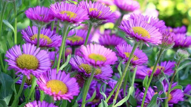 flower rigeron glaucus in bloom
