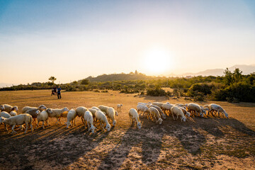 Flock of sheep on the field at sunset in Phan Rang, Ninh Thuan Province, Viet Nam