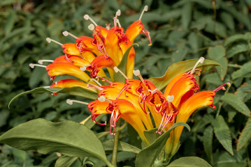 Basket Plant (Aeschynanthus speciosus) in greenhouse