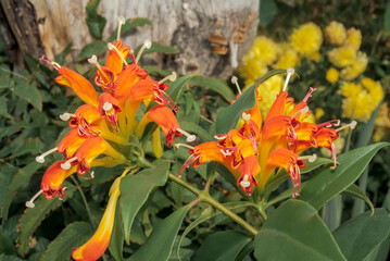 Basket Plant (Aeschynanthus speciosus) in greenhouse